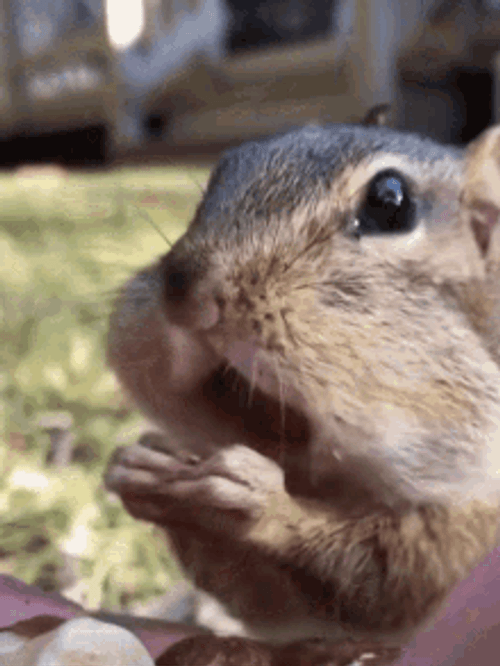 Squirrel Eating Acorn GIF