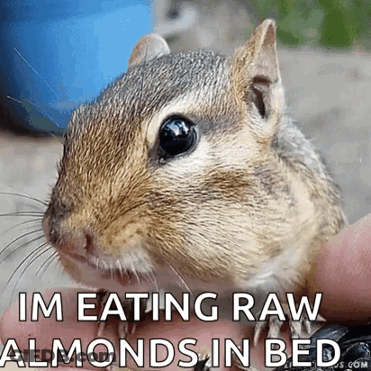 Squirrel Eating Almonds In Bed GIF