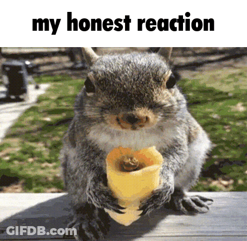 Squirrel Eating Cheese My Honest Reaction GIF
