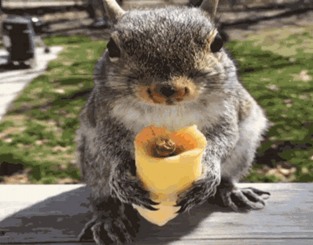Squirrel Eating Cheese Nom Nom GIF