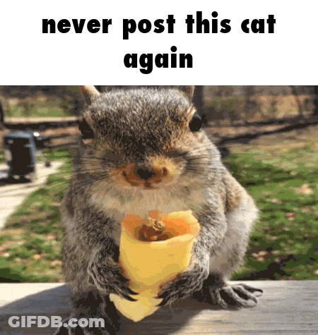 Squirrel Eating Food Bag Saying Never Post This Cat Again GIF