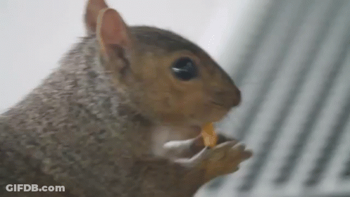 Squirrel Eating Food From Hand GIF