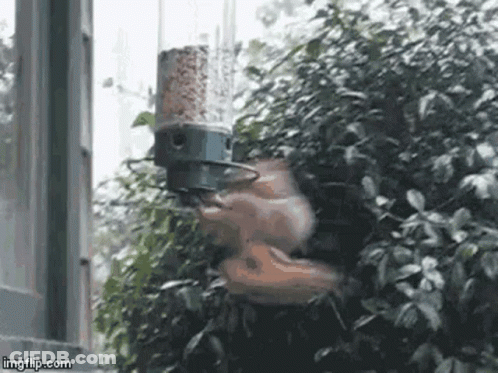 Squirrel Eating From Bird Feeder GIF