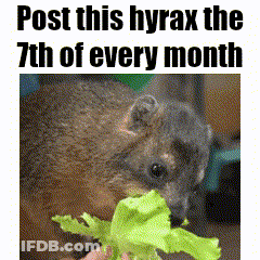 Squirrel Eating Lettuce With Post This Hyrax The 7Th GIF