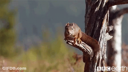 Squirrel Eating Nut From Hand Saying Owwww GIF