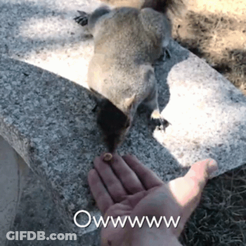 Squirrel Eating Nut From Hand Saying Owwww GIF