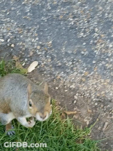 Squirrel Eating Nut In Grass GIF