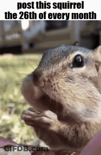 Squirrel Eating Nut GIF