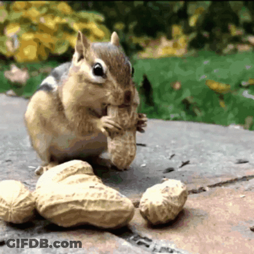 Squirrel Eating Nuts GIF