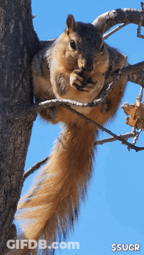 Squirrel Eating Nuts On Tree Branch GIF