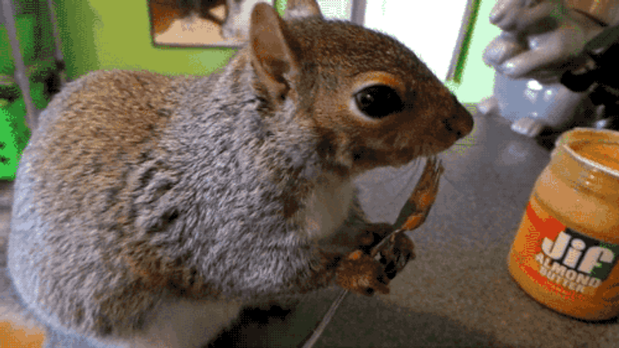 Squirrel Eating Peanut Butter GIF