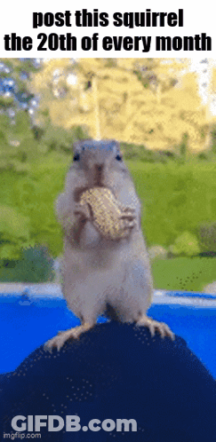 Squirrel Eating Peanut On Rock Post This Squirrel The 20Th Of Every Month GIF