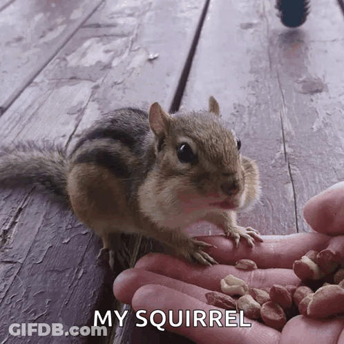 Squirrel Eating Peanuts From Hand GIF