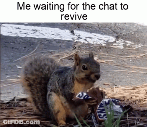 Squirrel Eating Snickers Bar Waiting For Chat To Revive GIF