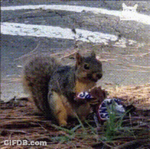 Squirrel Eating Snickers Candy Bar GIF