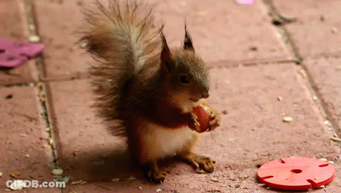 Squirrel Eating Strawberry Next To Red Disc GIF