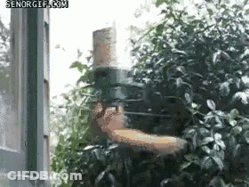 Squirrel Flying Toward Bird Feeder GIF