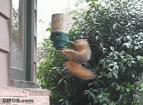 Squirrel Flying Towards Bird Feeder GIF
