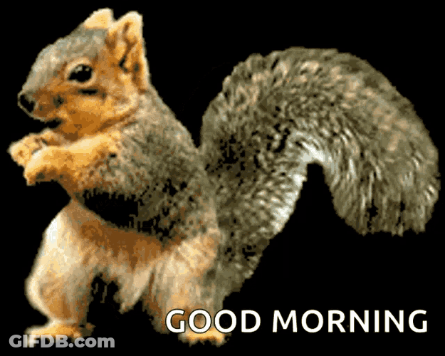 Squirrel Funny GIF