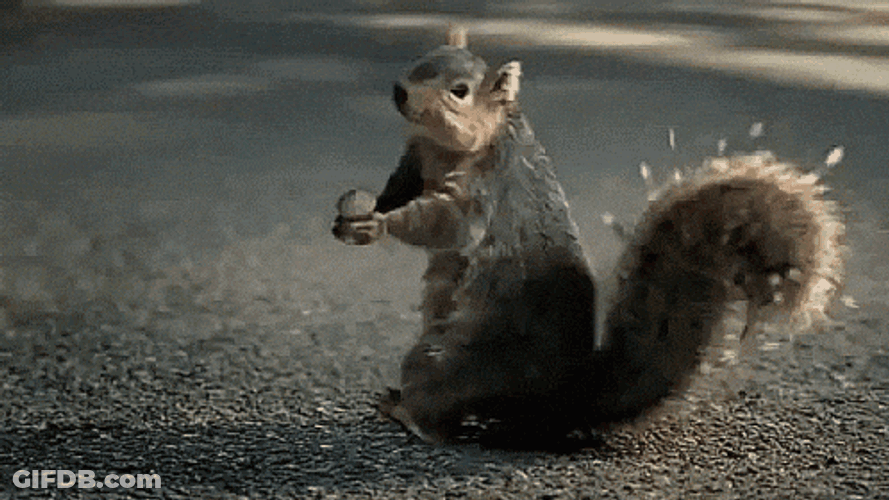 Squirrel GIF