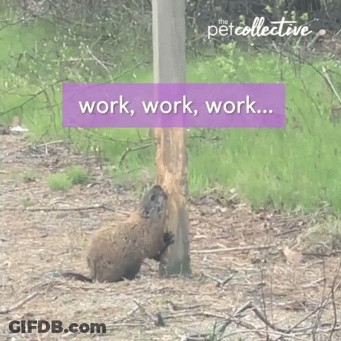 Squirrel Gnawing Tree Stump Work Work Work GIF