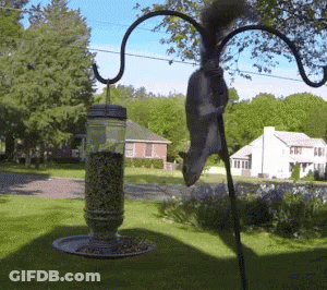 Squirrel Hanging From Bird Feeder GIF