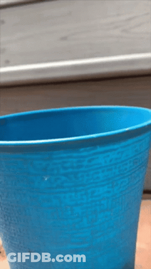 Squirrel Hide Under Basket GIF