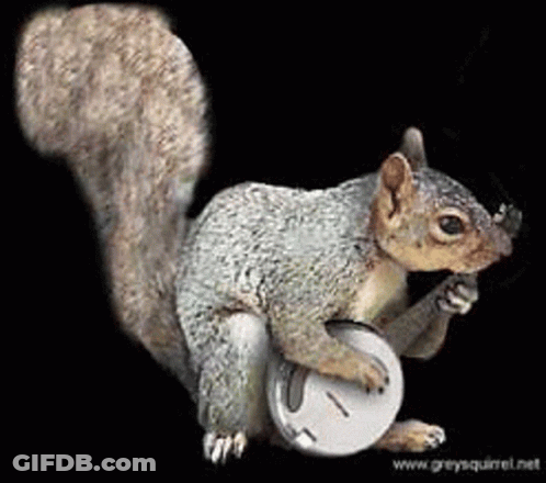 Squirrel Holding Banjo Smoking Cigarette GIF
