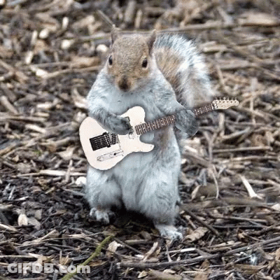Squirrel Holding Guitar GIF