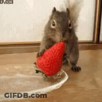 Squirrel Holding Strawberry In Mouth GIF