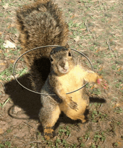 Squirrel Hula-Hoop GIF
