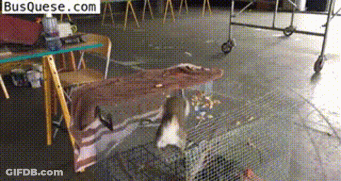 Squirrel In A Cage With Busquese.com GIF