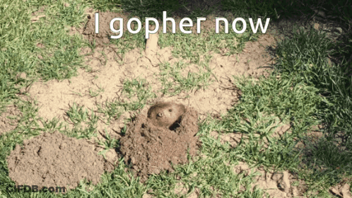 Squirrel In A Hole Saying I Gopher Now GIF