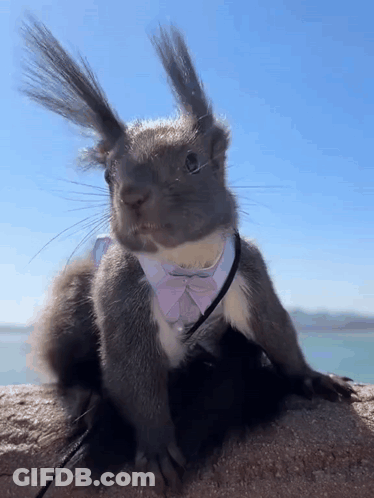 Squirrel In Bow Tie Sitting On Rock GIF