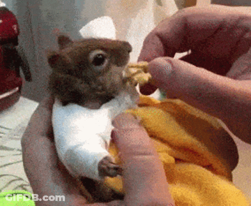 Squirrel In Chef Hat Held By Person GIF