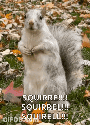 Squirrel In Fedora Saying Lets Get Nuts GIF