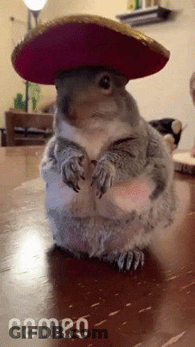 Squirrel In Sombrero With Cameo GIF
