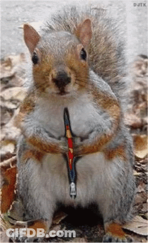 Squirrel In Superhero Costume Holding Zipper In Mouth GIF