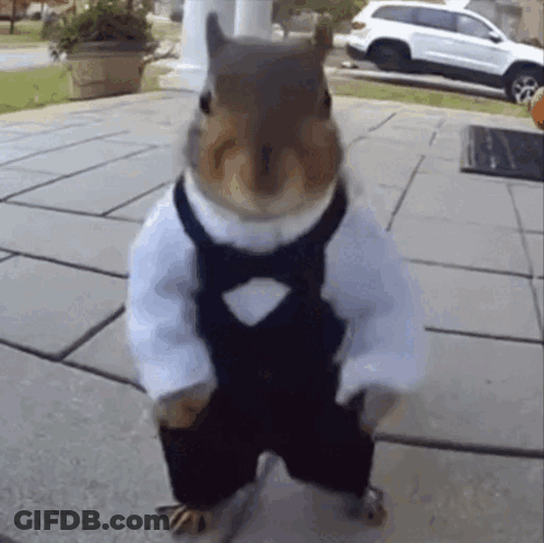 Squirrel In Tuxedo And Bow Tie GIF