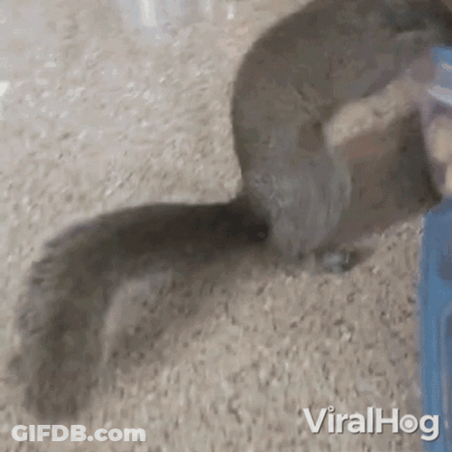 Squirrel Inside The Nut Box GIF