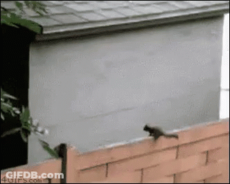 Squirrel Jumping Over Brick Fence In Front Of House GIF