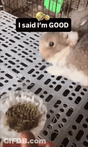 Squirrel Looking At Bowl Saying I Said I'm Good GIF