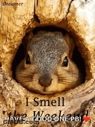 Squirrel Looking Out Of Tree Hole GIF