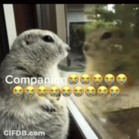 Squirrel Looking Out Window Crying GIF