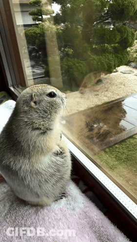 Squirrel Looking Out Window With Trees GIF