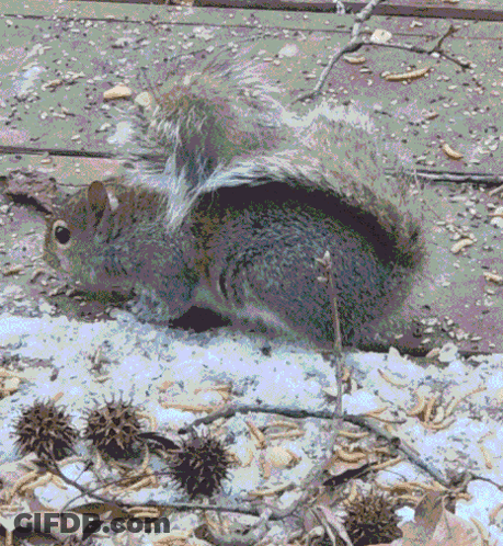 Squirrel Lying On Ground With Spread Tail GIF