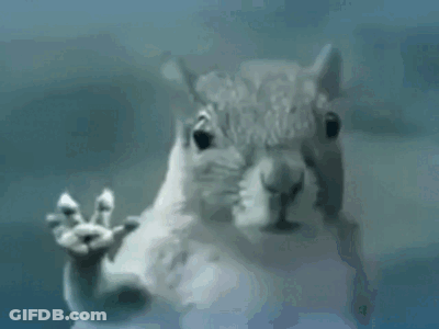 Squirrel Making Funny Face Through Window GIF