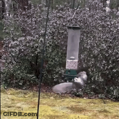 Squirrel Next To Bird Feeder GIF