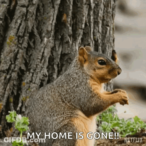 Squirrel Next To Tree Saying My Home Is Gone GIF