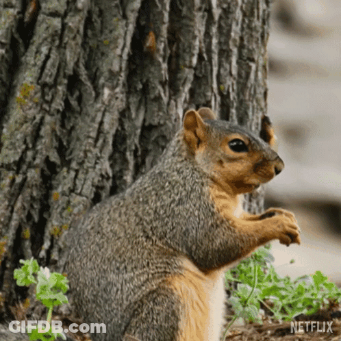 Squirrel Next To Tree With Netflix Logo GIF